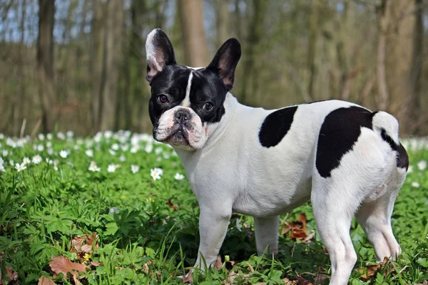 Französische Bulldogge Steht Wald — Stockfoto