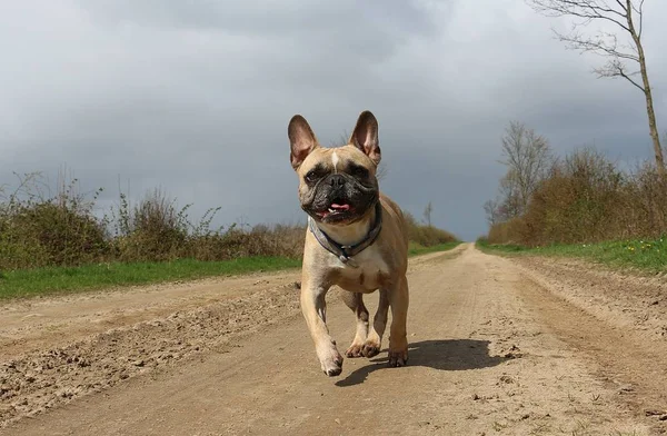 Bulldog Francês Está Correndo Uma Maneira Arenosa — Fotografia de Stock