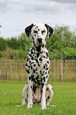 Dalmaçyalı köpeğin bahçede oturuyor
