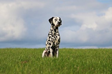 Dalmaçyalı köpeğin bahçede oturuyor
