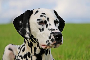 Dalmaçyalı köpek portre bahçede