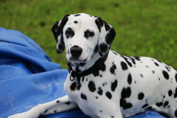 Dalmatin Pes Leží Zahradě — Stock fotografie