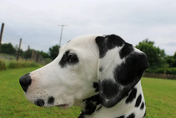 Portret Câine Dalmatian Grădină — Fotografie, imagine de stoc