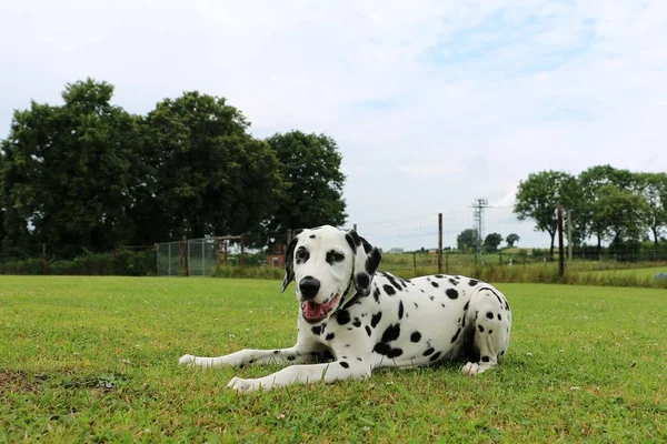 Cachorro Cão Dalmatian Está Deitado Jardim — Fotografia de Stock