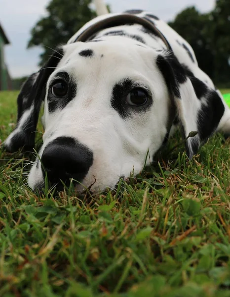 Dalmaçyalı Köpek Köpek Yavrusu Portre Bahçede — Stok fotoğraf
