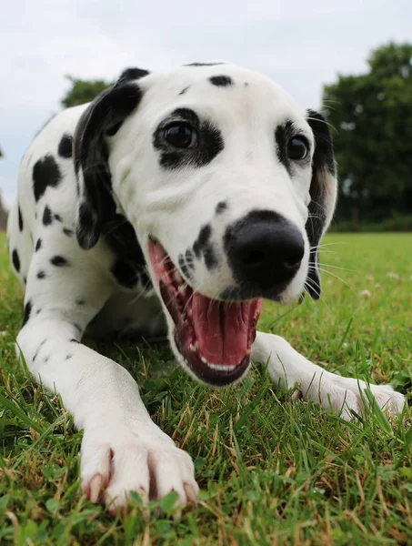 Smiling Dalmatian Dog Garden — Stock Photo, Image