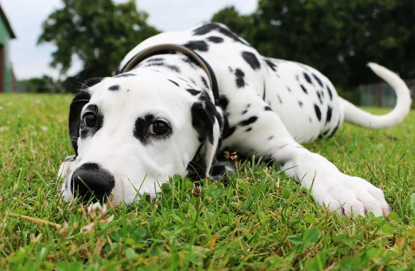 Cachorro Cão Dalmatian Está Deitado Jardim — Fotografia de Stock