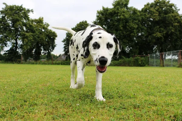 Cachorro Cão Dalmatian Está Andando Jardim — Fotografia de Stock