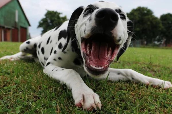 Sorridente Cão Dalmatian Jardim — Fotografia de Stock