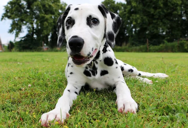 Cachorro Cão Dalmatian Está Deitado Jardim — Fotografia de Stock