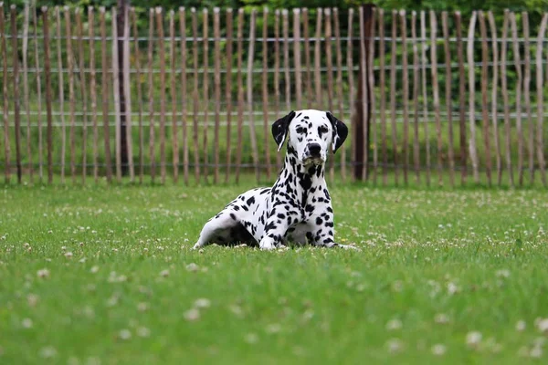 Dalmatian Cão Está Deitado Jardim — Fotografia de Stock