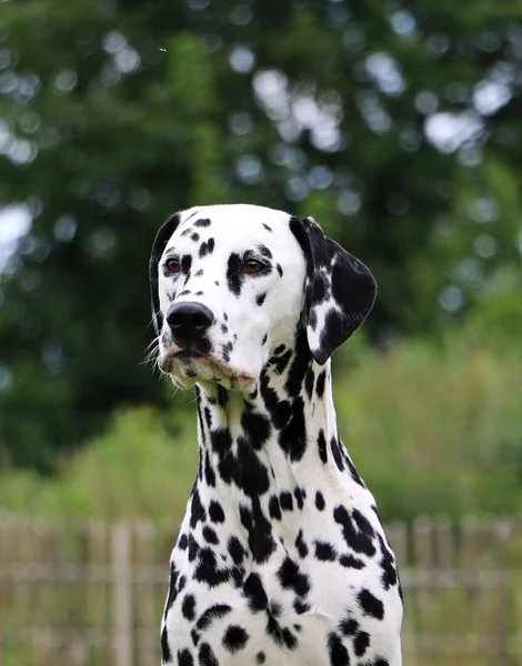 Dalmatin Pes Portrét Zahradě — Stock fotografie