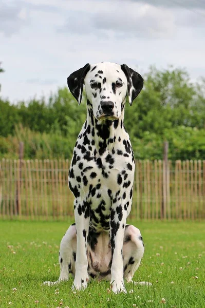 Dalmatian Cão Está Sentado Jardim — Fotografia de Stock