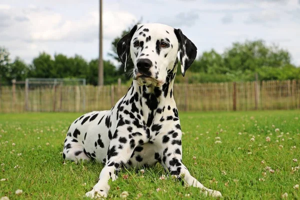 Perro Dálmata Está Acostado Jardín — Foto de Stock