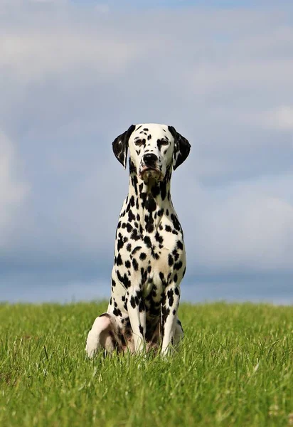 Dalmatian Cão Está Sentado Jardim — Fotografia de Stock