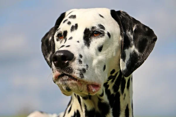 Retrato Cão Dalmatian Jardim — Fotografia de Stock