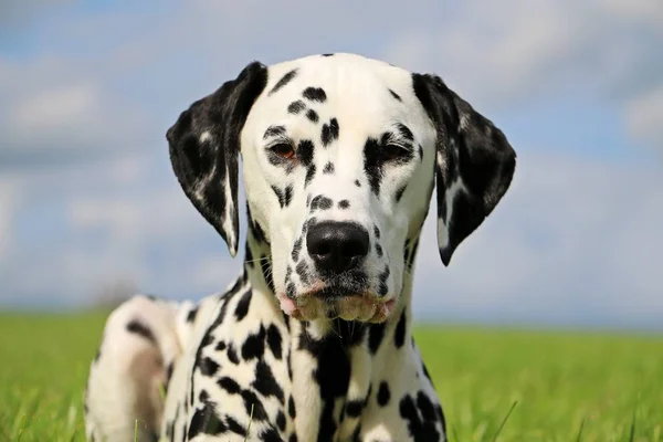 Retrato Cão Dalmatian Parque — Fotografia de Stock
