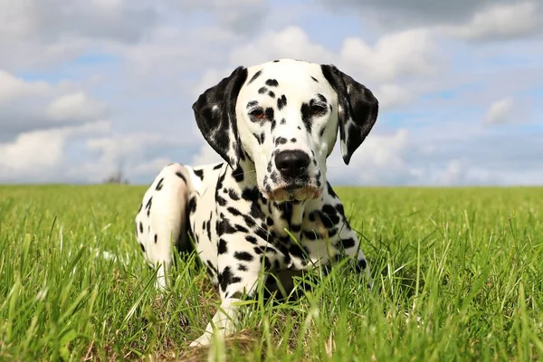 Dalmatiner Hund Liegt Garten — Stockfoto