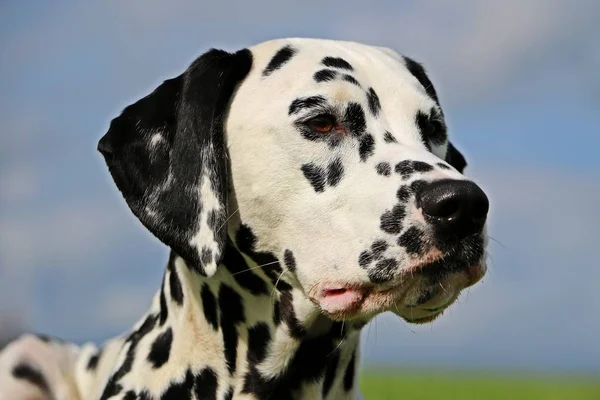 dalmatian dog portrait in the garden