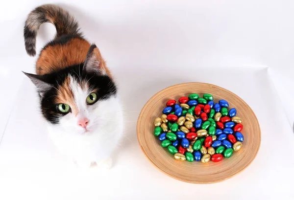 Schöne Dreifarbige Katze Atelier Mit Bunten Ostereiern — Stockfoto