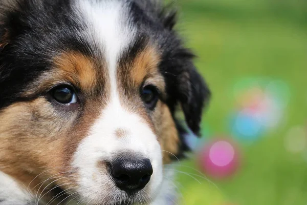 kenar kömür ocağı köpek yavrusu portre bahçede