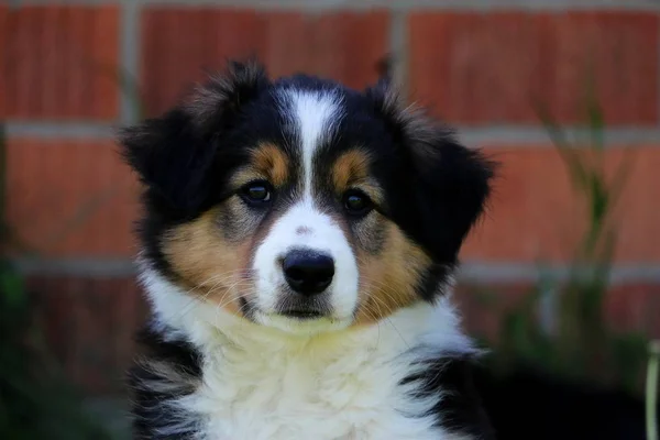 Frontière Collie Chiot Portrait — Photo