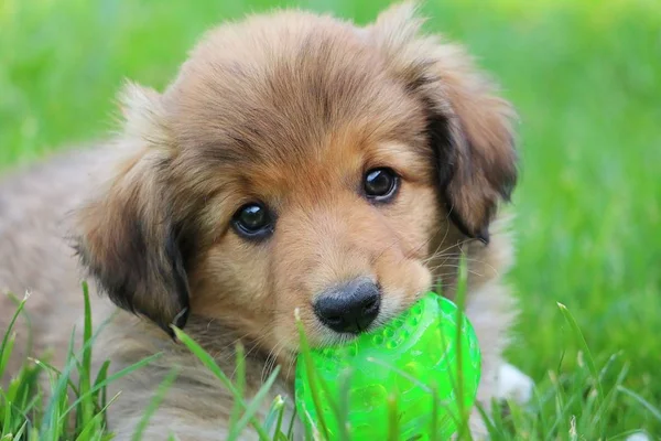 Brun Porder Collie Valp Ljuger Trädgården Med Boll Munnen — Stockfoto