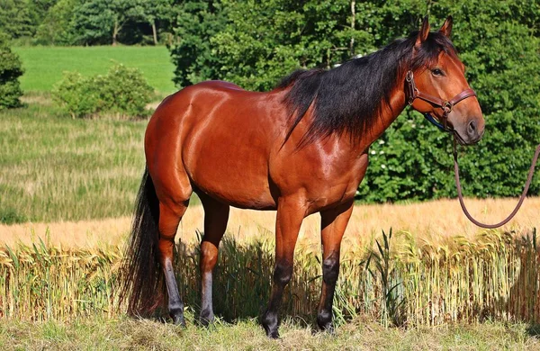 Cuarto Caballo Está Pie Campo Maíz —  Fotos de Stock