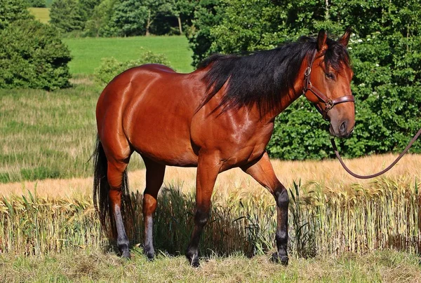 quarter horse is standing in a corn field