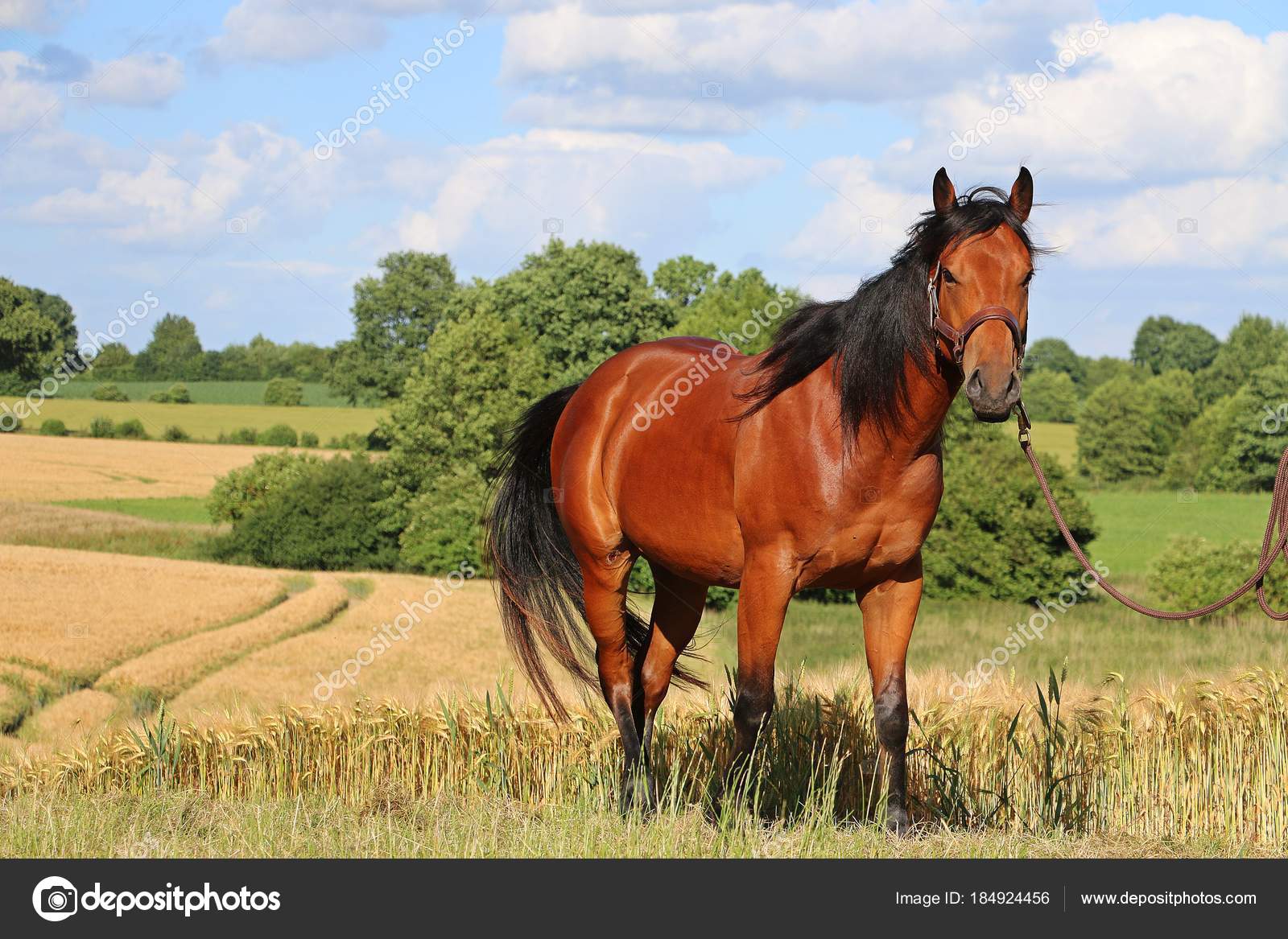 Caballo Cuarto Milla Está Pie Campo Maíz — Fotos de Stock ... Caballo Cuarto Milla Está Pie Campo Maíz — Fotos de Stock ...