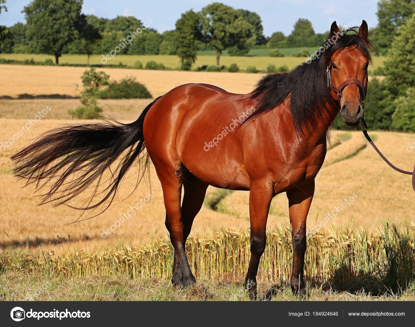 Caballo Cuarto Milla Está Pie Campo Maíz — Foto de stock ... Caballo Cuarto Milla Está Pie Campo Maíz — Foto de stock ...