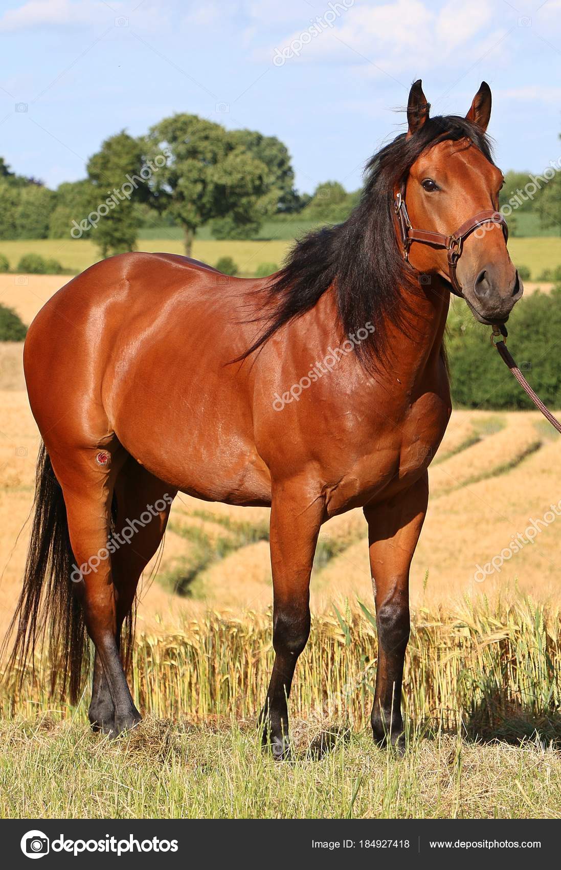 Caballo Cuarto Milla Está Pie Campo Maíz — Foto de stock ... Caballo Cuarto Milla Está Pie Campo Maíz — Foto de stock ...