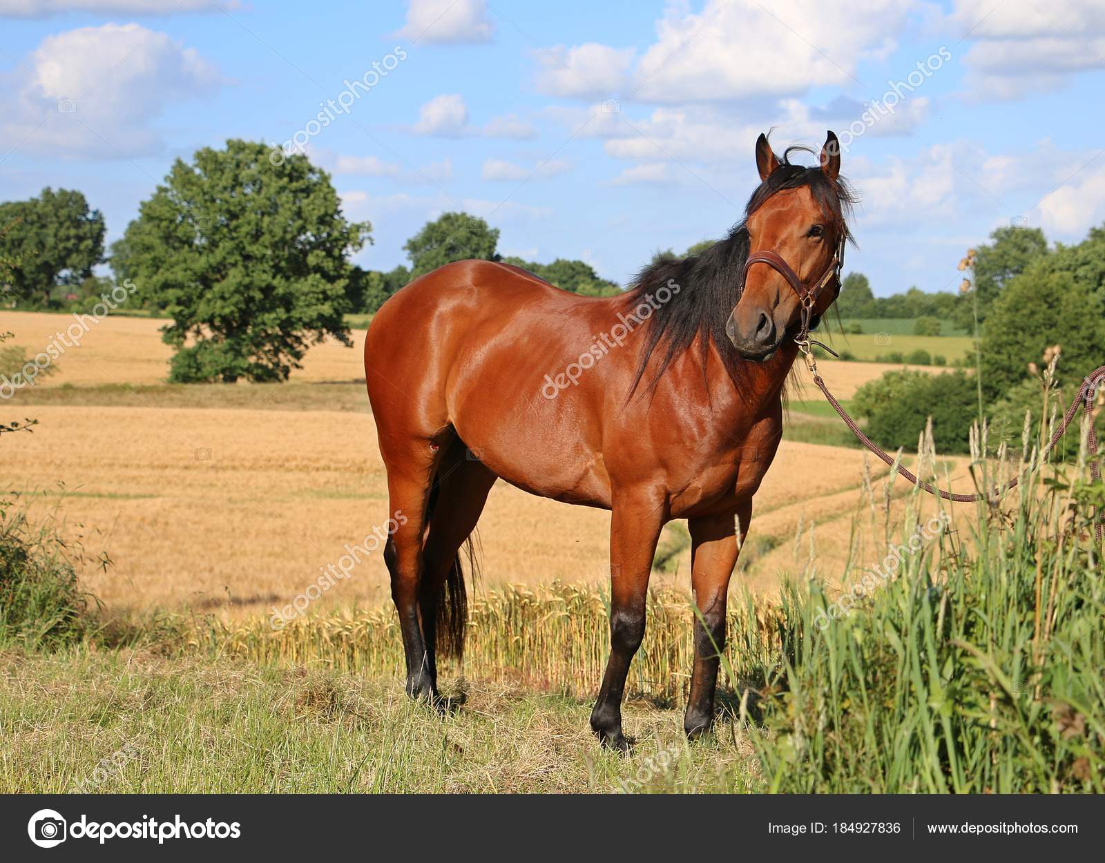 Caballo Cuarto Milla Está Pie Campo Maíz — Foto de stock ... Caballo Cuarto Milla Está Pie Campo Maíz — Foto de stock ...
