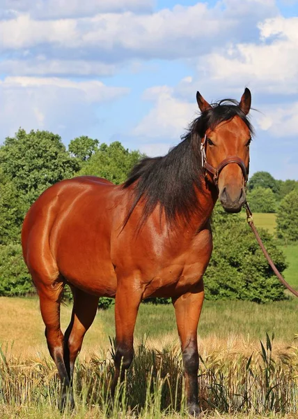 Čtvrtletí Kůň Stojí Krásné Přírodě — Stock fotografie