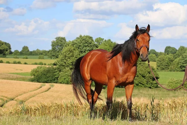 クォーター馬はトウモロコシ畑に立っています — ストック写真