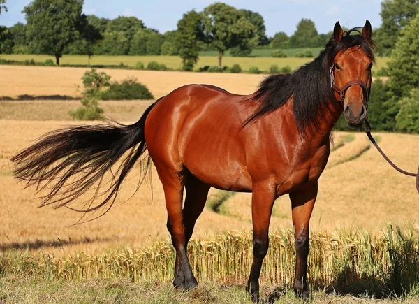 quarter horse is standing in a corn field