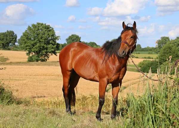 Cuarto Caballo Está Pie Campo Maíz — Foto de Stock