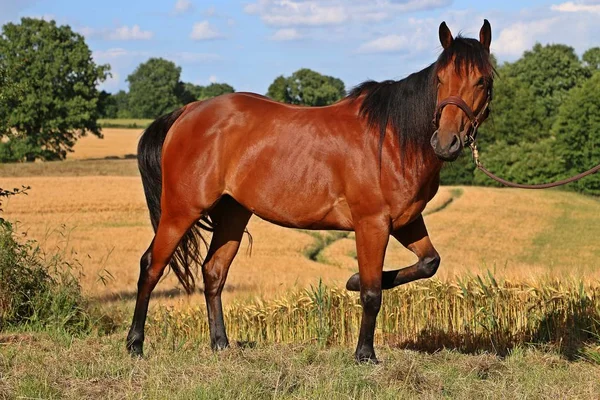 Quarter Horse Stoi Polu Kukurydzy — Zdjęcie stockowe