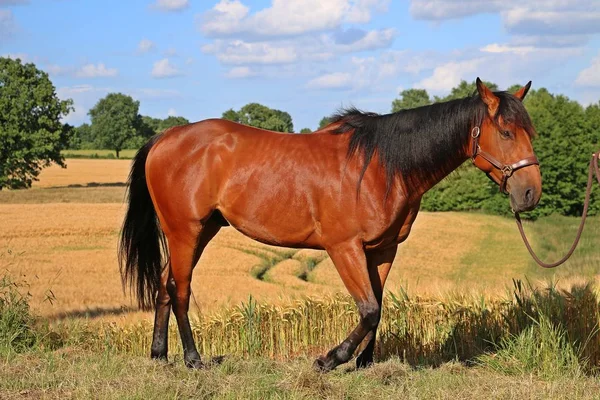 Brown Quarter Horse Standing Corn Field — Stock Photo, Image