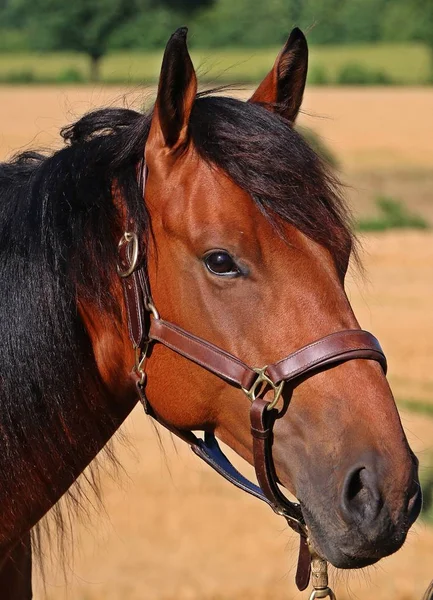 茶色のクォーター馬の肖像画 — ストック写真