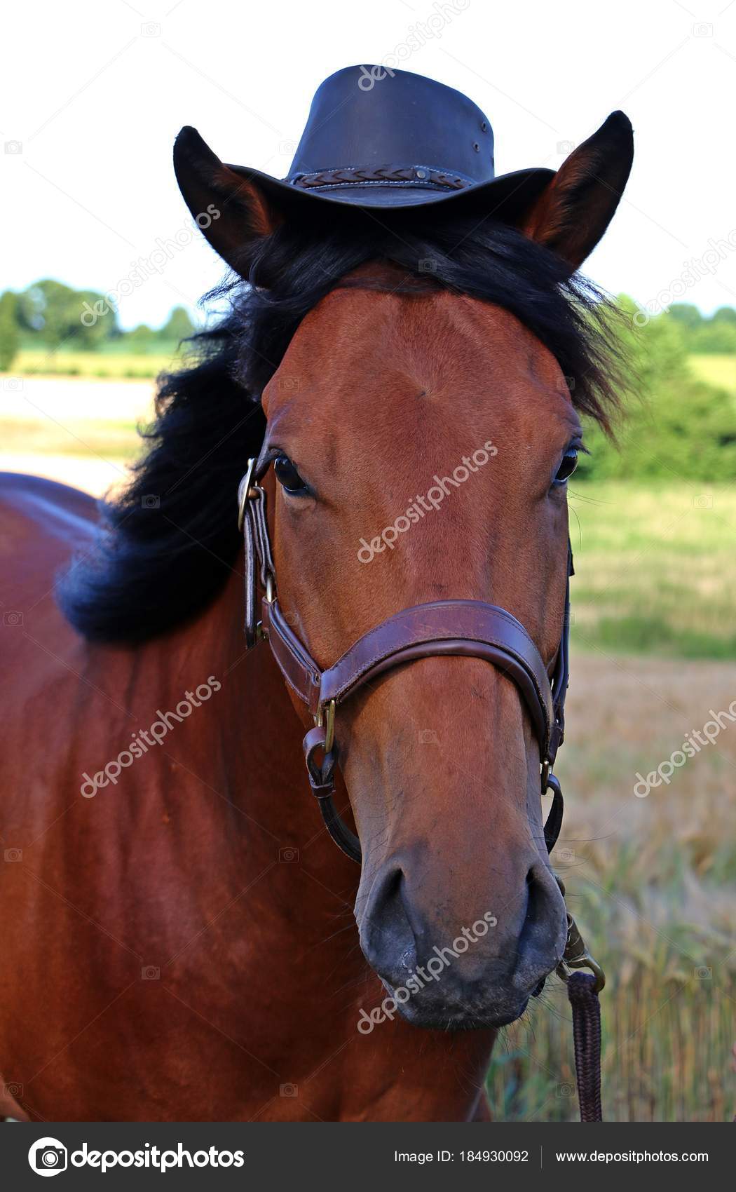 Curioso Caballo Cuarto Milla Con Sombrero Occidental Cabeza — Fotos ... Curioso Caballo Cuarto Milla Con Sombrero Occidental Cabeza — Fotos ...