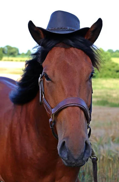 頭の上のウエスタン ハットで面白いクォーター馬 — ストック写真