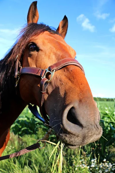 Engraçado Quarto Cavalo Está Olhando Para Câmera — Fotografia de Stock