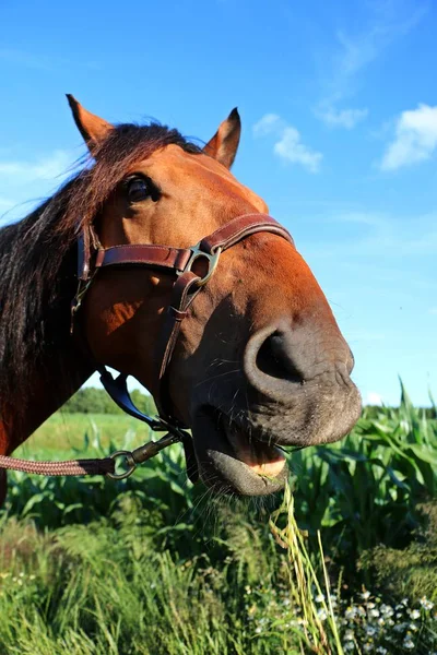Αστεία Άλογο Τετάρτων Πορτρέτο — Φωτογραφία Αρχείου