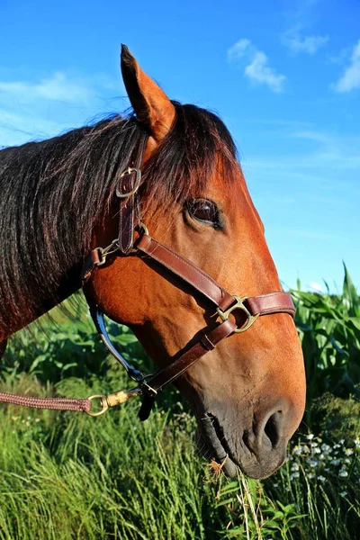 Kvartalet Häst Porträtt Ett Majs Fält — Stockfoto