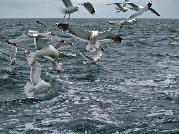 a flock of birds flying on the coast