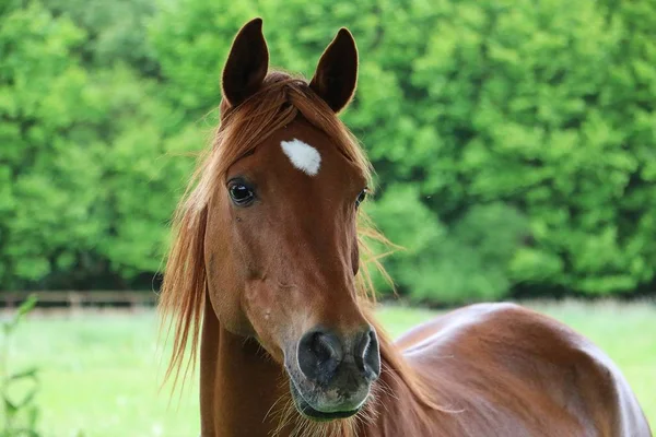 パドックの美しい茶色の馬の肖像画 — ストック写真