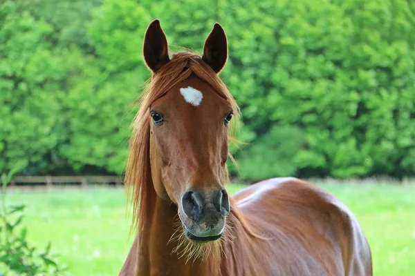 パドックの美しい茶色の馬の肖像画 — ストック写真