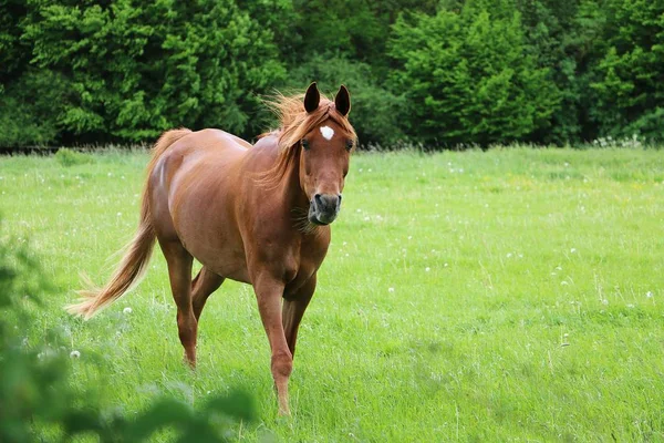 茶色の馬がパドックを歩いています — ストック写真