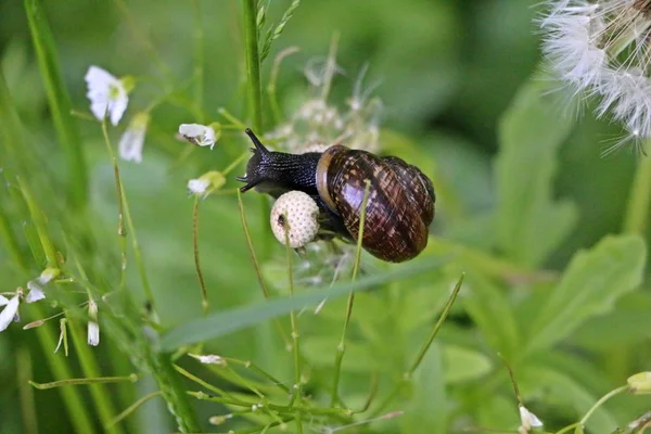 蜗牛在花园里的蒲公英上 — 图库照片
